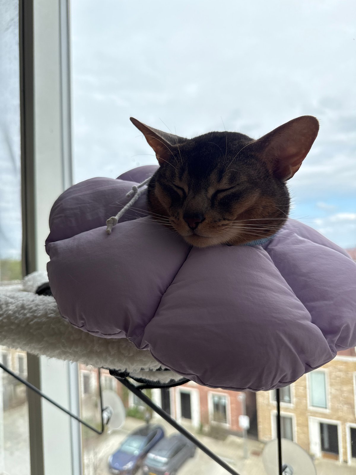 London residents share quiet afternoon moments with pets, selfies