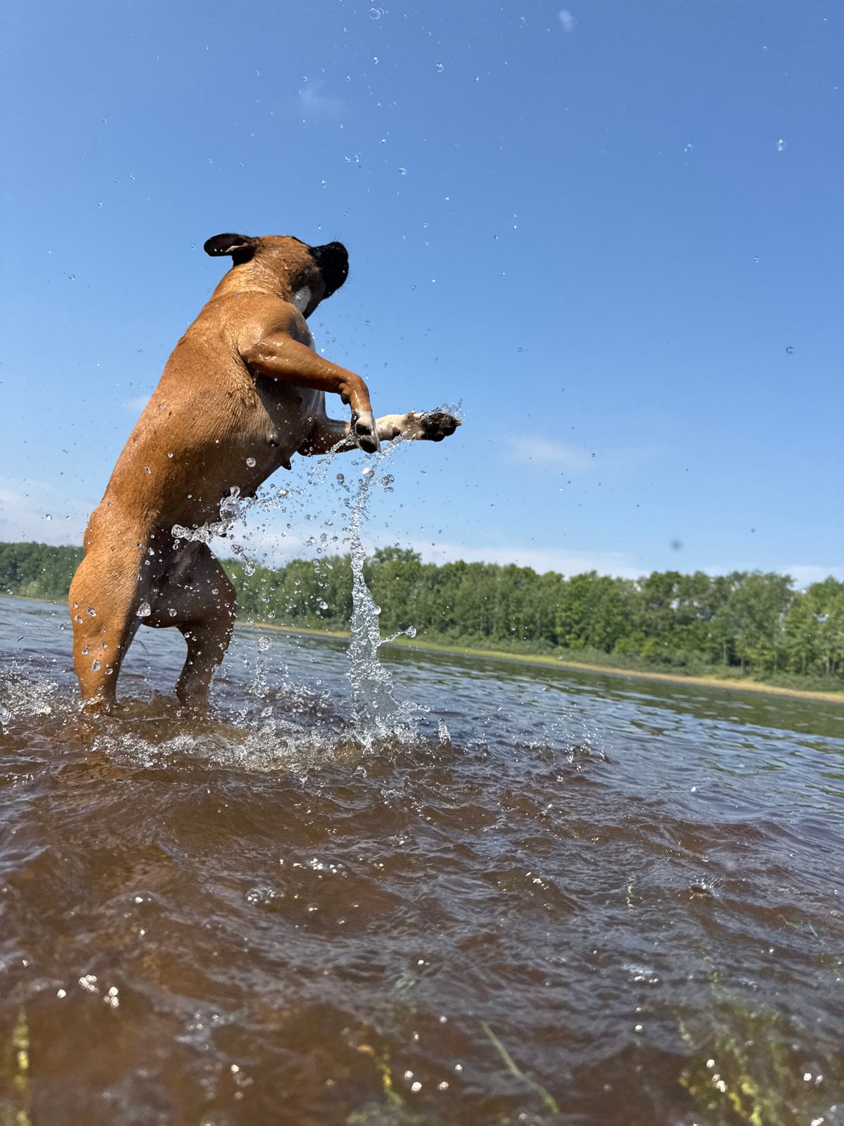 Dog leaps from Kama River near Chaikovsky, Russia