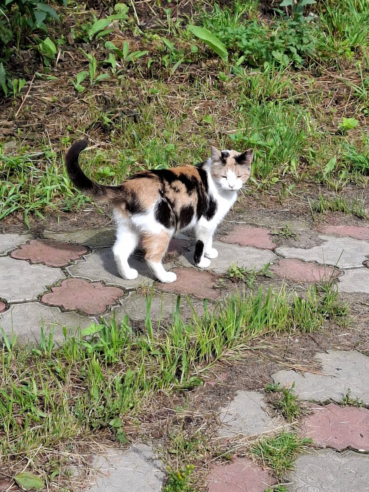 Neighborhood morning: street scenes, garden life, and everyday errands