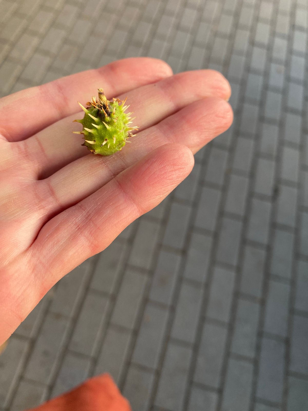 Small summer details from the streets of Voronezh