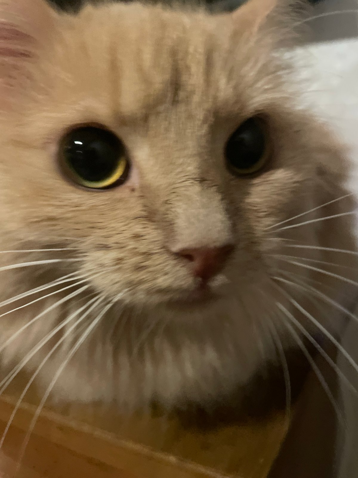 Evening with a Moscow tabby, plus late-night badminton