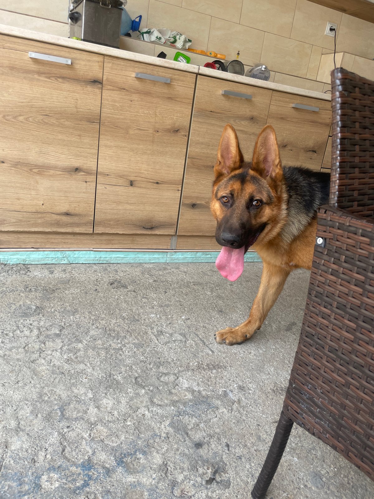 German Shepherd chills and naps in Ablanitsa, Bulgaria