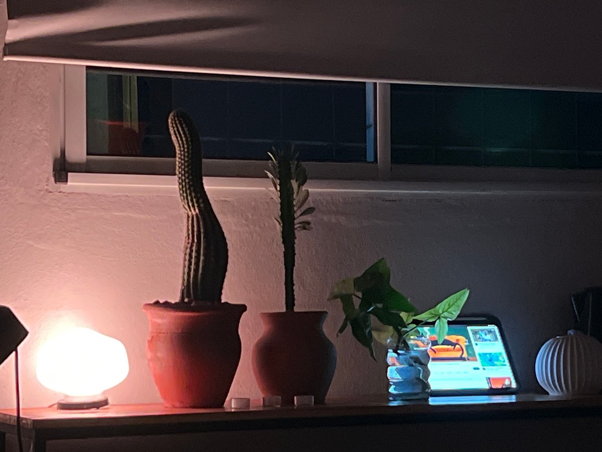 Nighttime indoor plant display documented in Sumalao, Argentina
