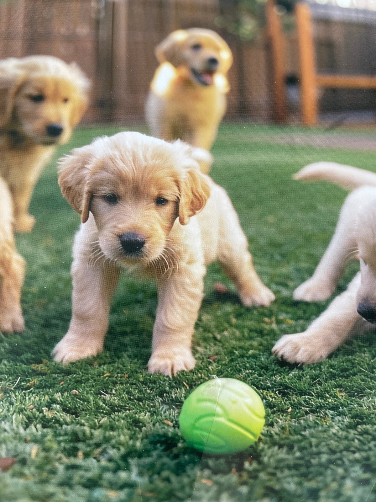 Puppies and street scenes documented across Sofia morning