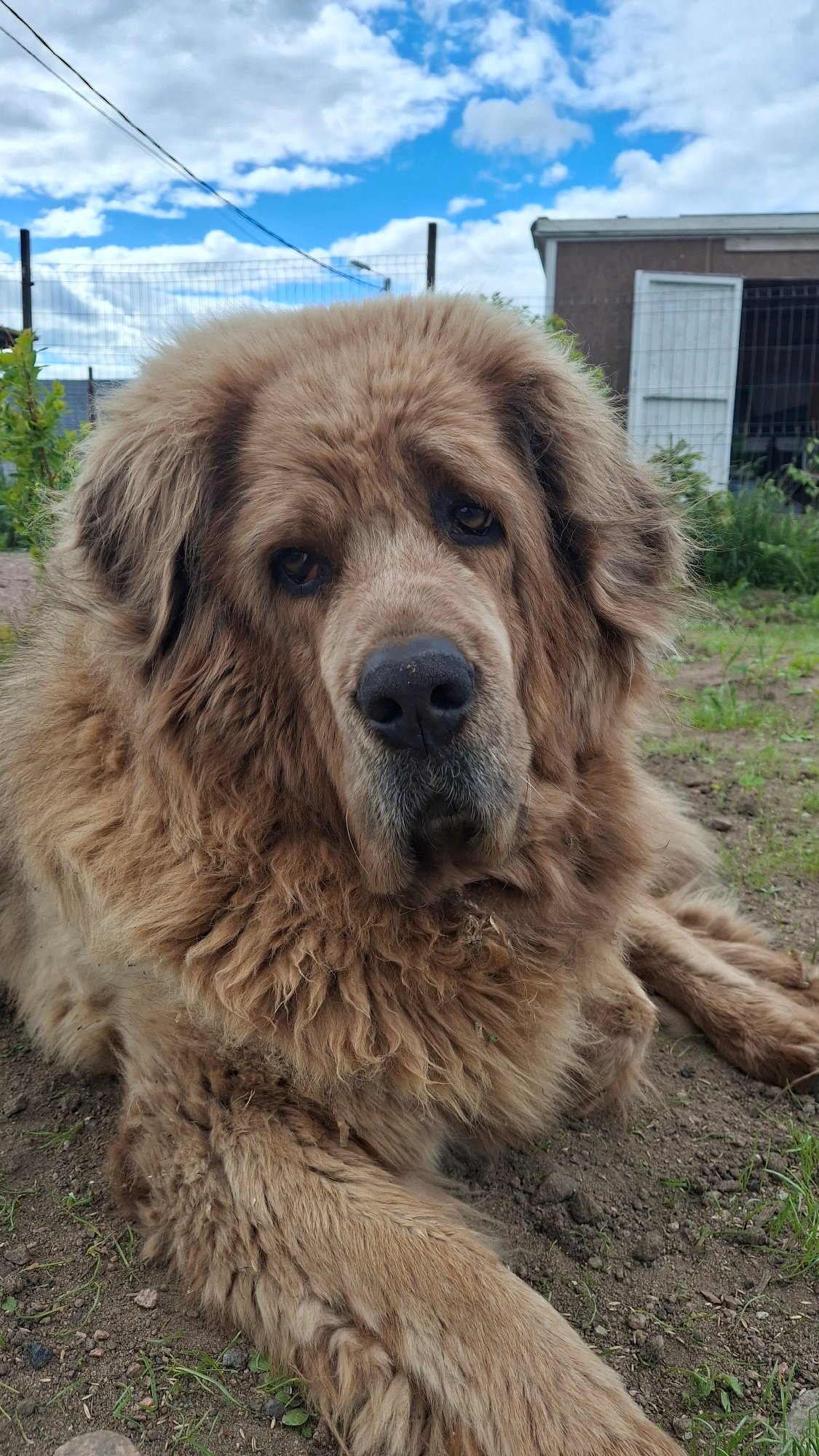Dog rests outdoors in rural Kempelevo, Russia