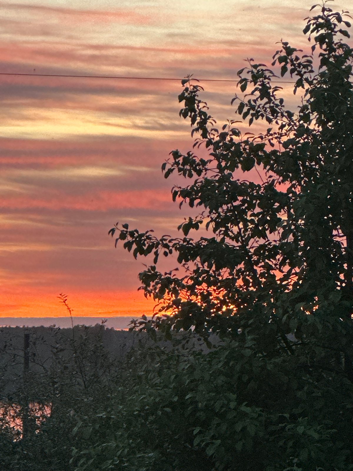 Dog plays with sticks in Chaikovsky during sunset