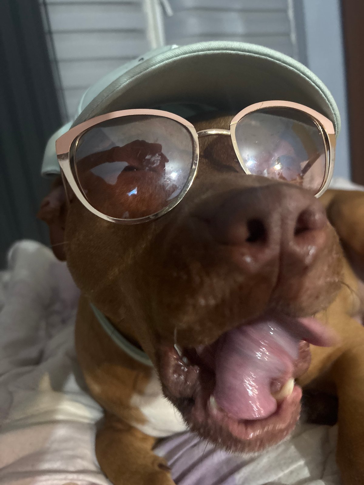 Dog in sunglasses and caps photographed in Sofia apartment