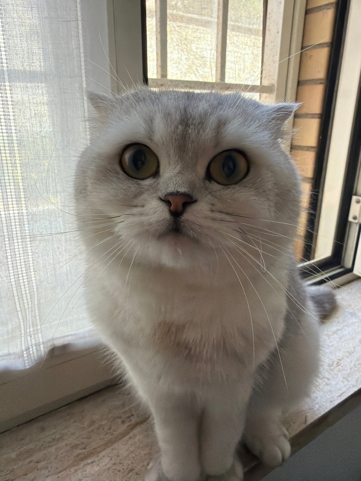 Scottish Fold on a Roman windowsill, holding eye contact.
