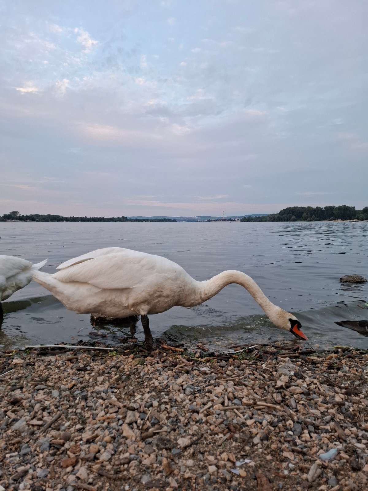 Swans gather at Danube waterfront in Zemun during evening hours