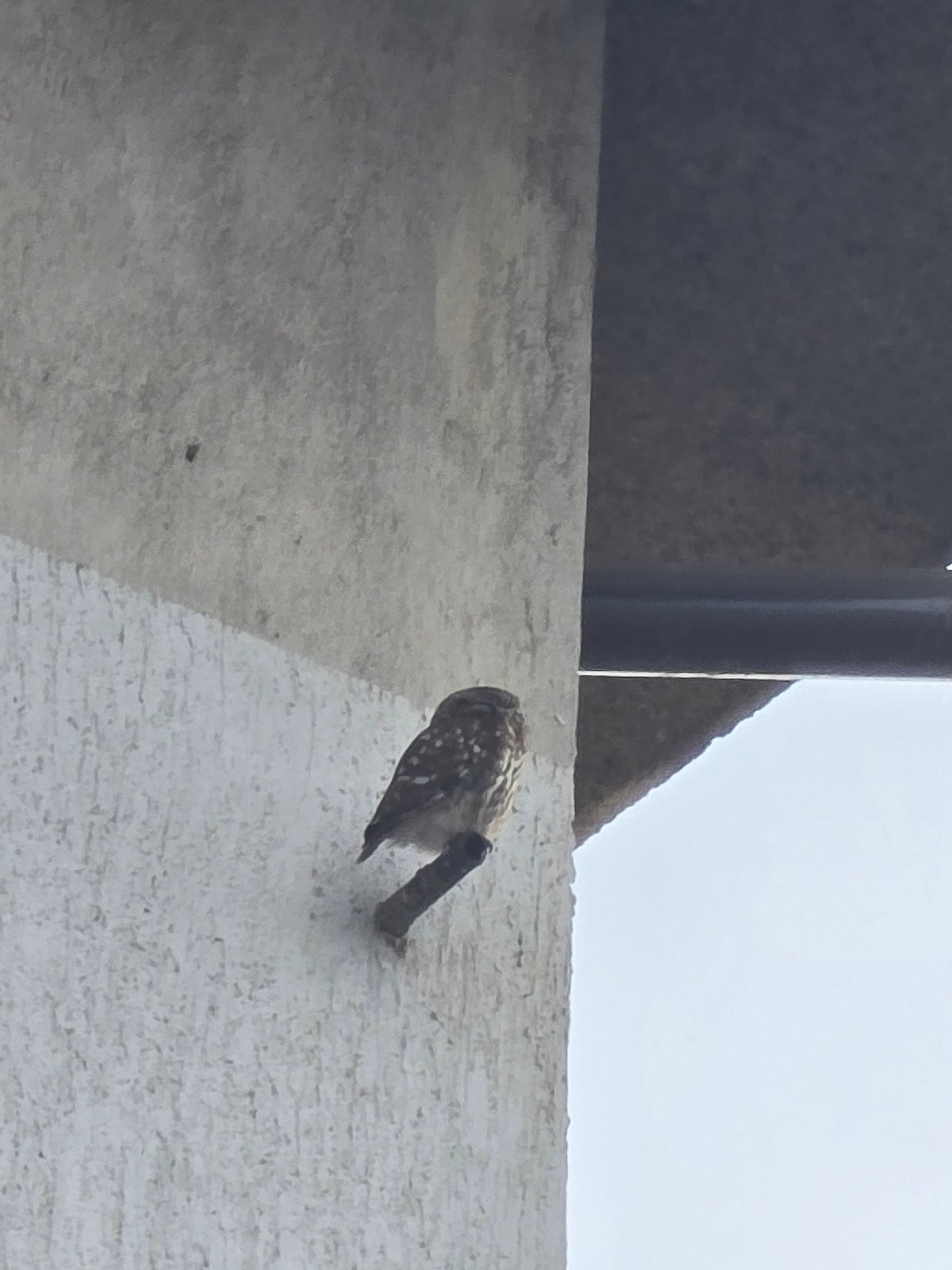Small owl spotted perched on residential building