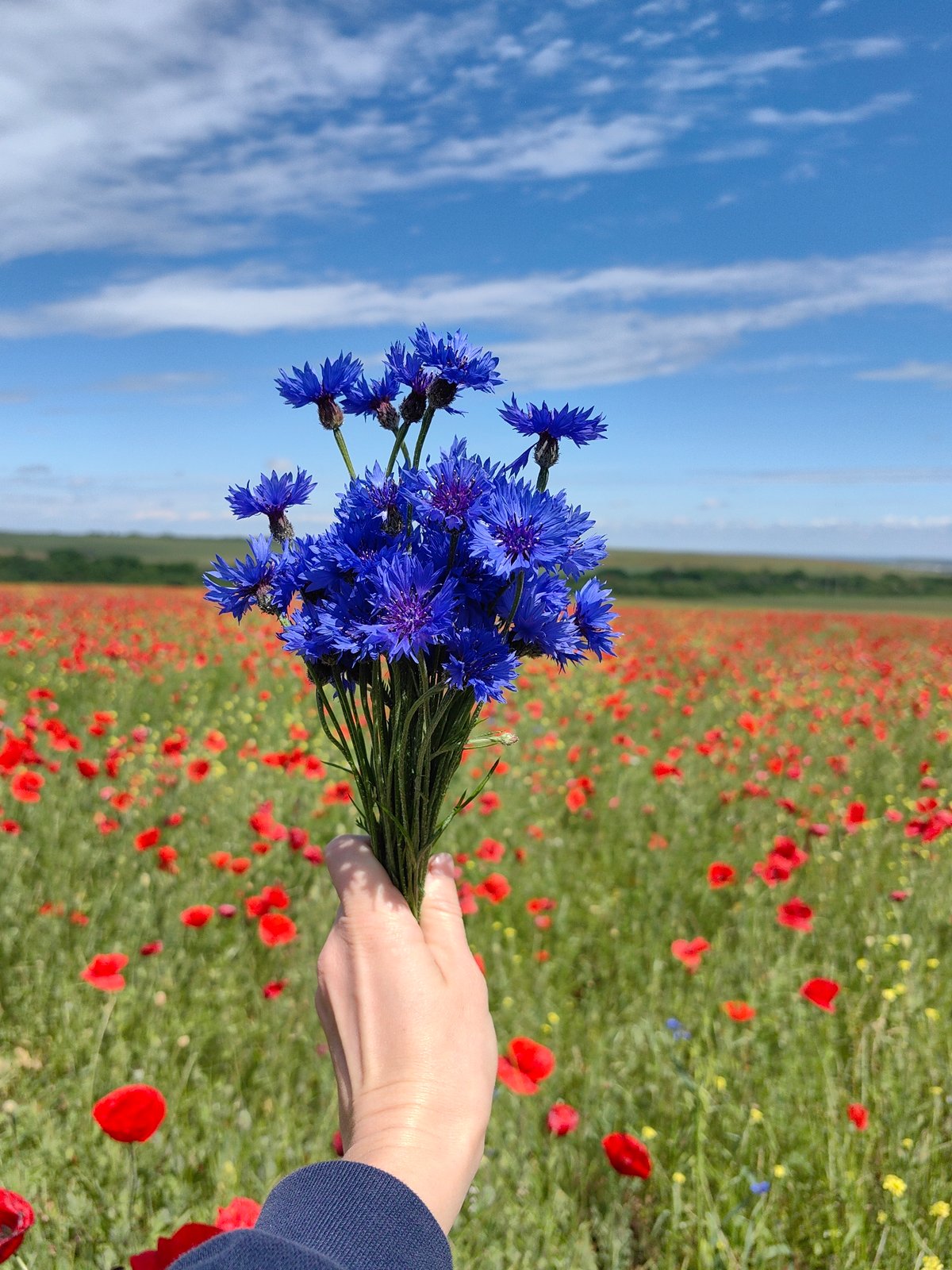Cornflowers gathered in Ukrainian poppy field near Aromativske
