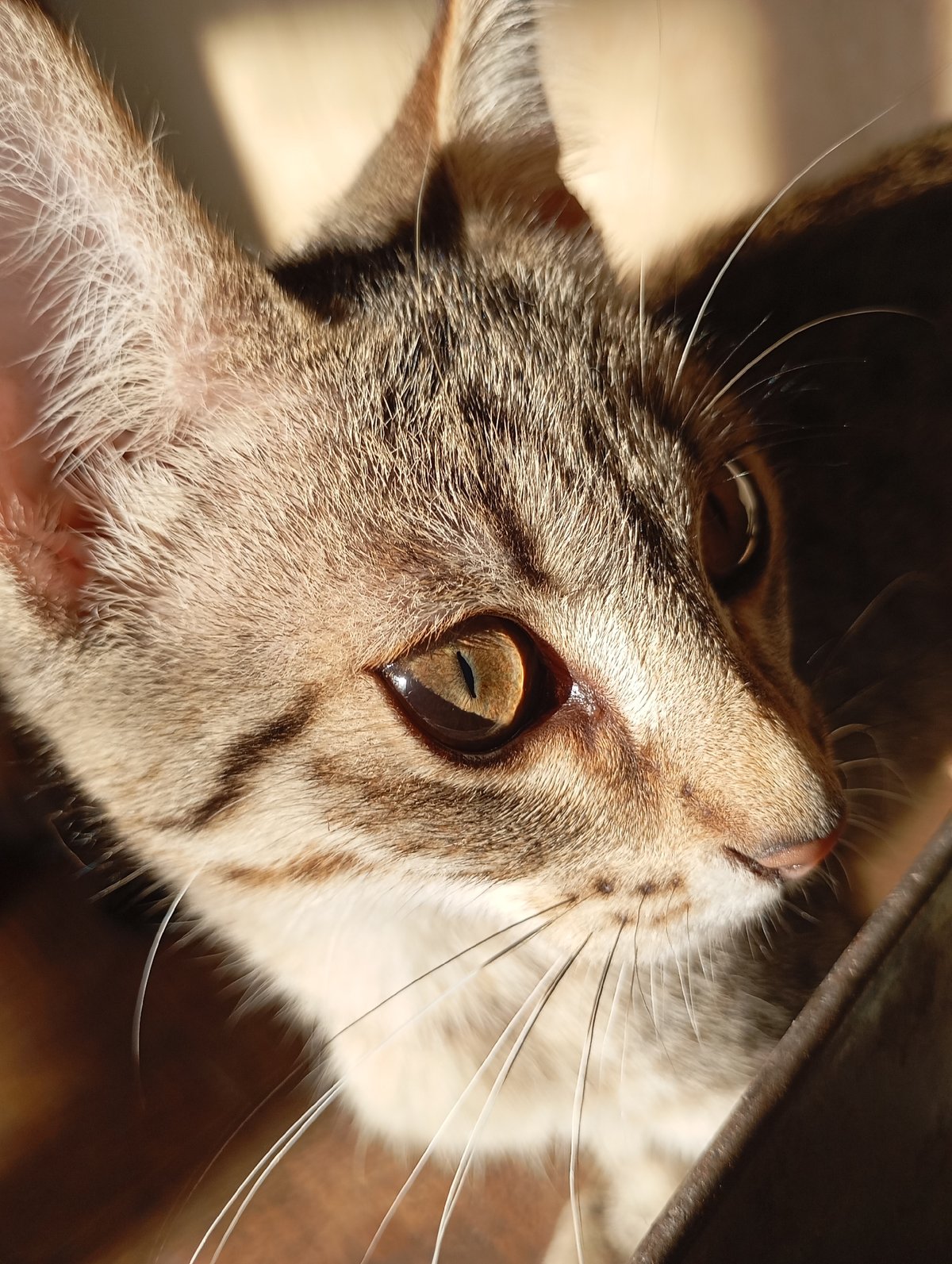 Cats of Fokino, up close and through the fence