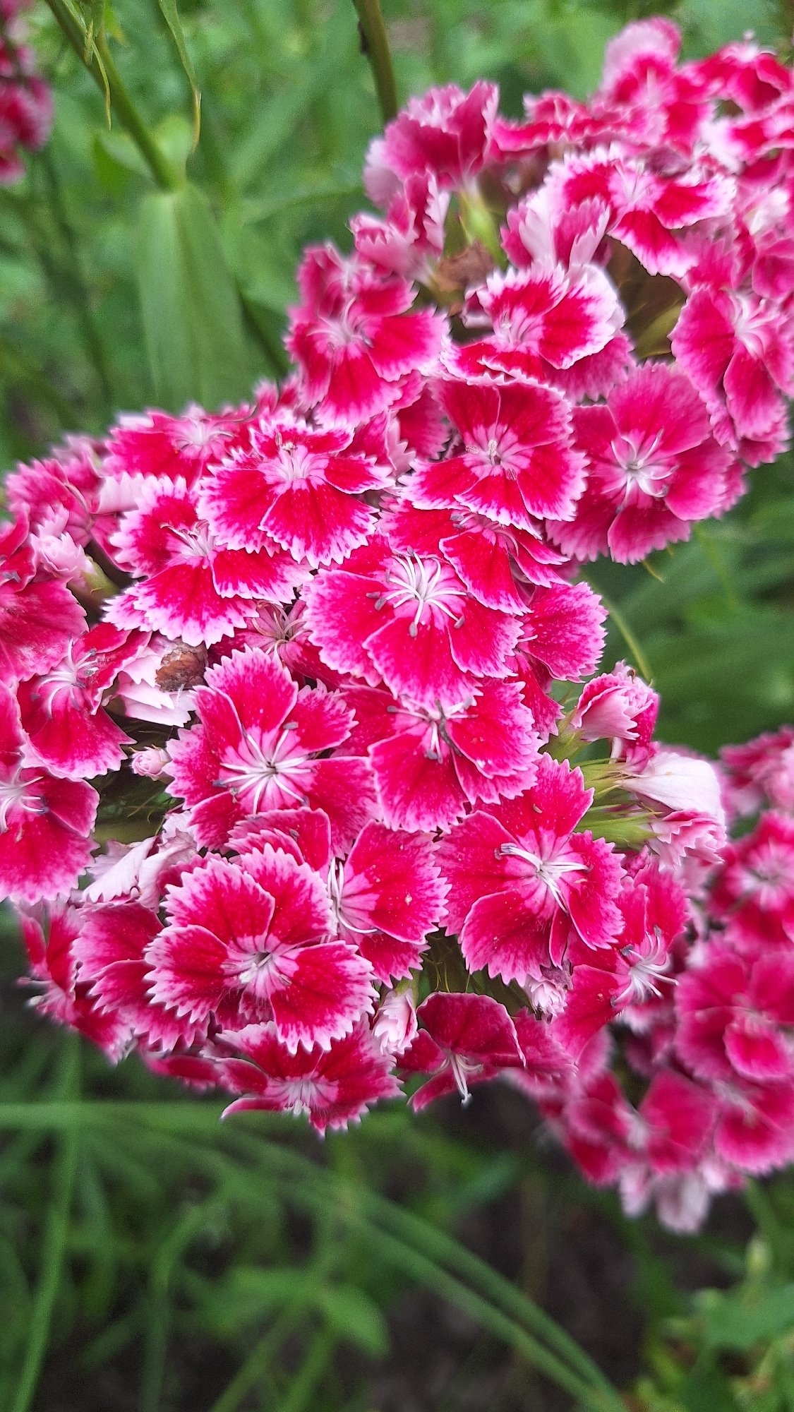 Latvian garden in bloom: flowers, berries, and backyard wildlife