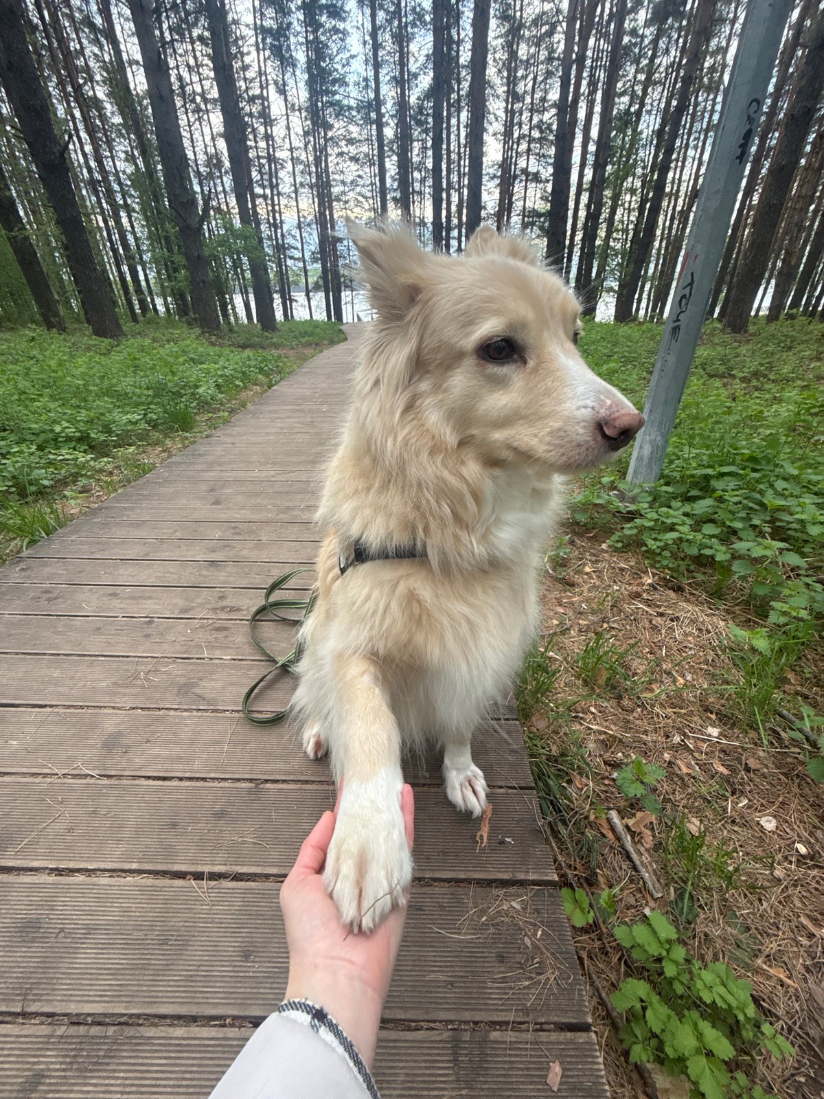 Morning routine and dog walks documented in Chaikovsky, Russia
