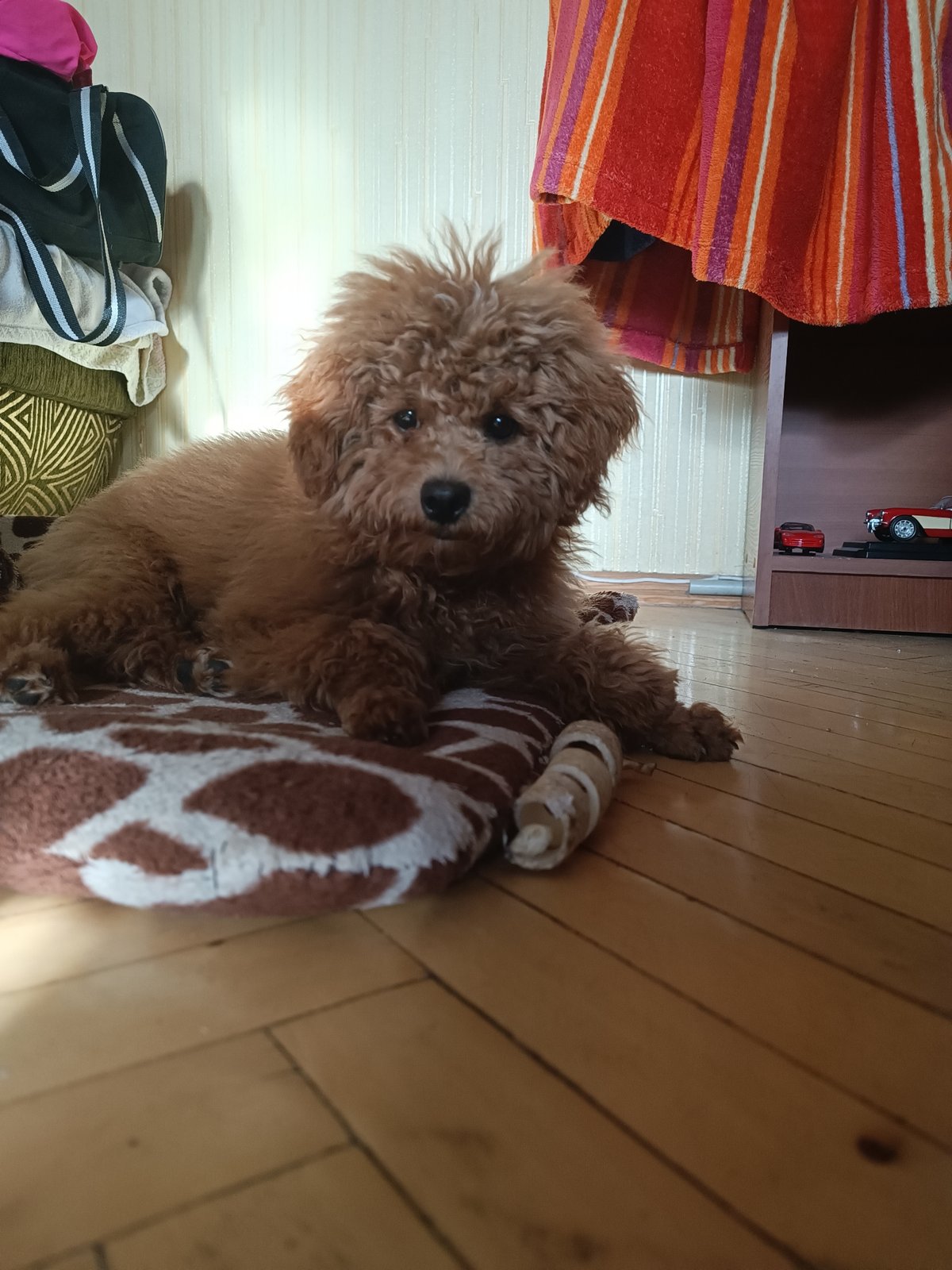 Fluffy poodle mix chills at home with chew toys