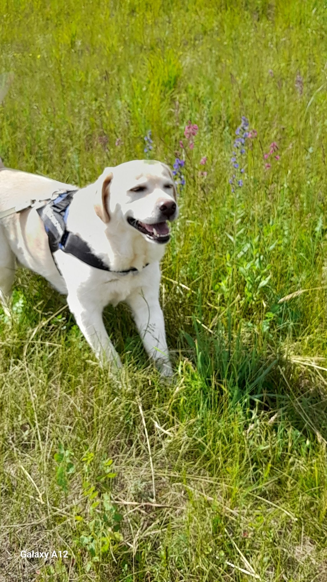 Labrador, cats, and wildflowers on a summer morning in rural Russia