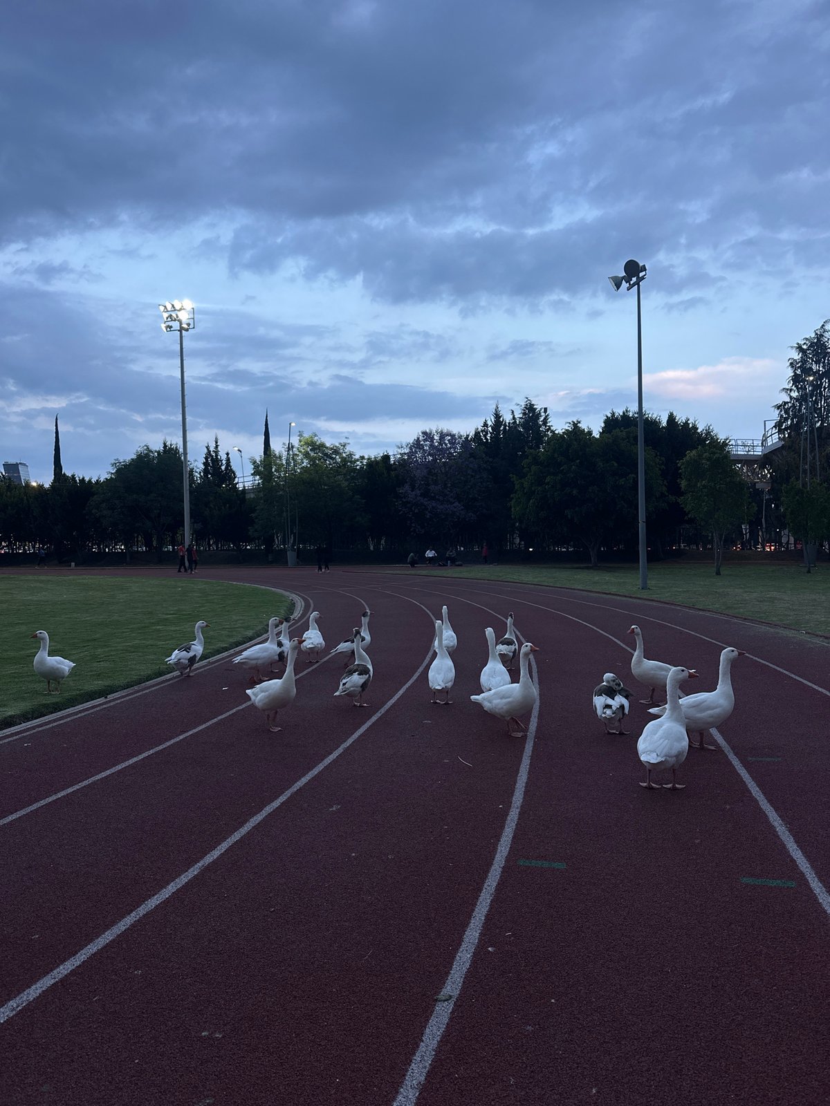 Geese stroll across running track in Puebla, Mexico