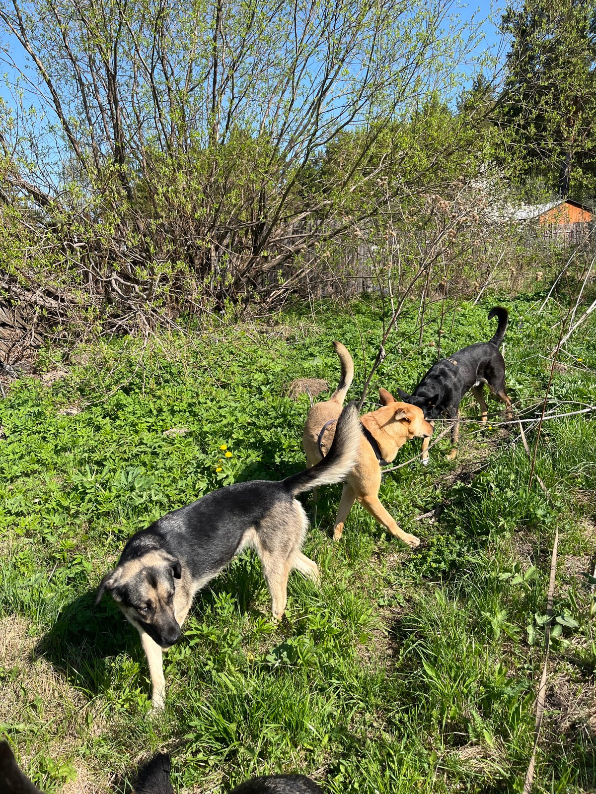 Dogs play and rest in woodland near Nizhny Tagil