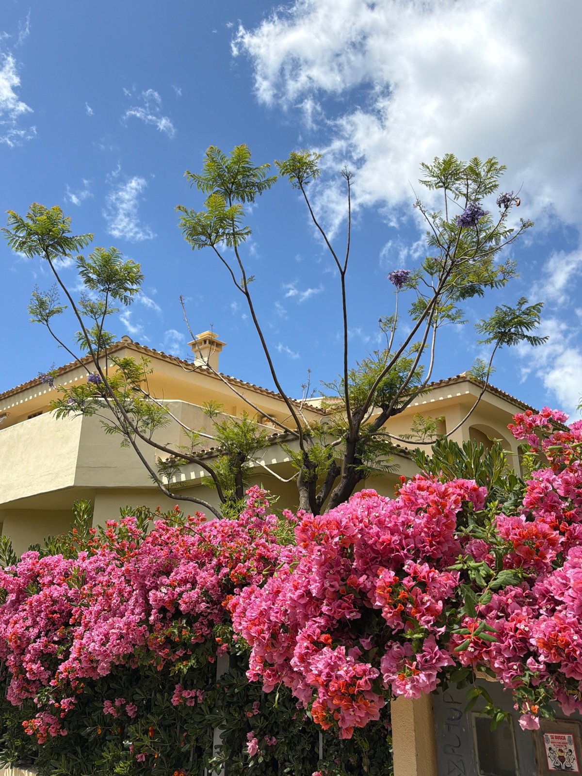 Witness documents coastal Benalmádena scenes during morning walkabout