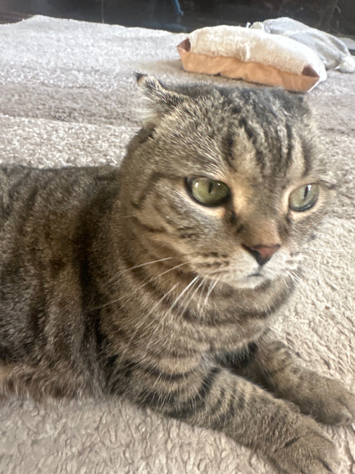 Tabby cat at rest on a beige carpet in Virki