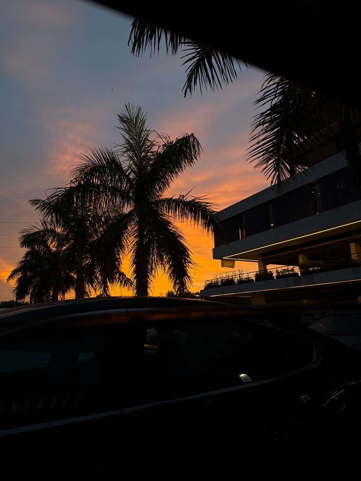 Cancún sunset, palm silhouettes and fading sky