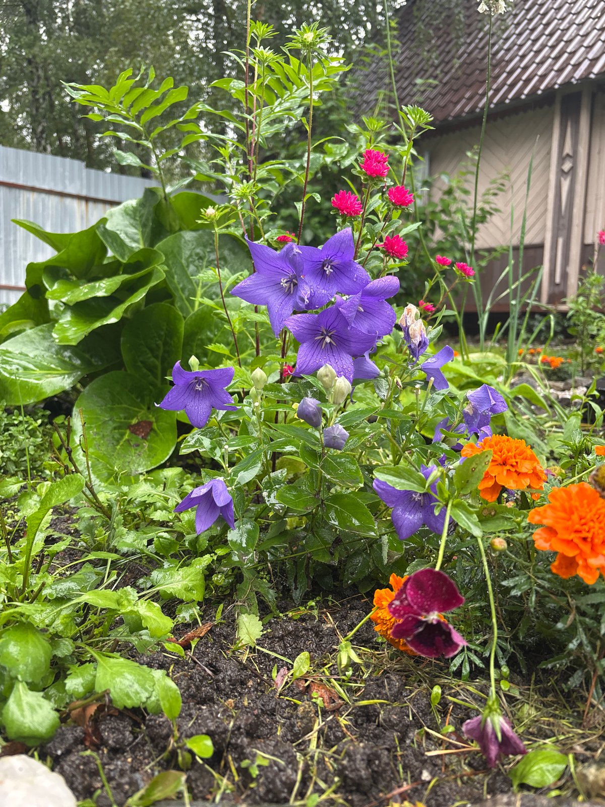 Rain-soaked backyard garden with flowers, stork decor, and hanging chair