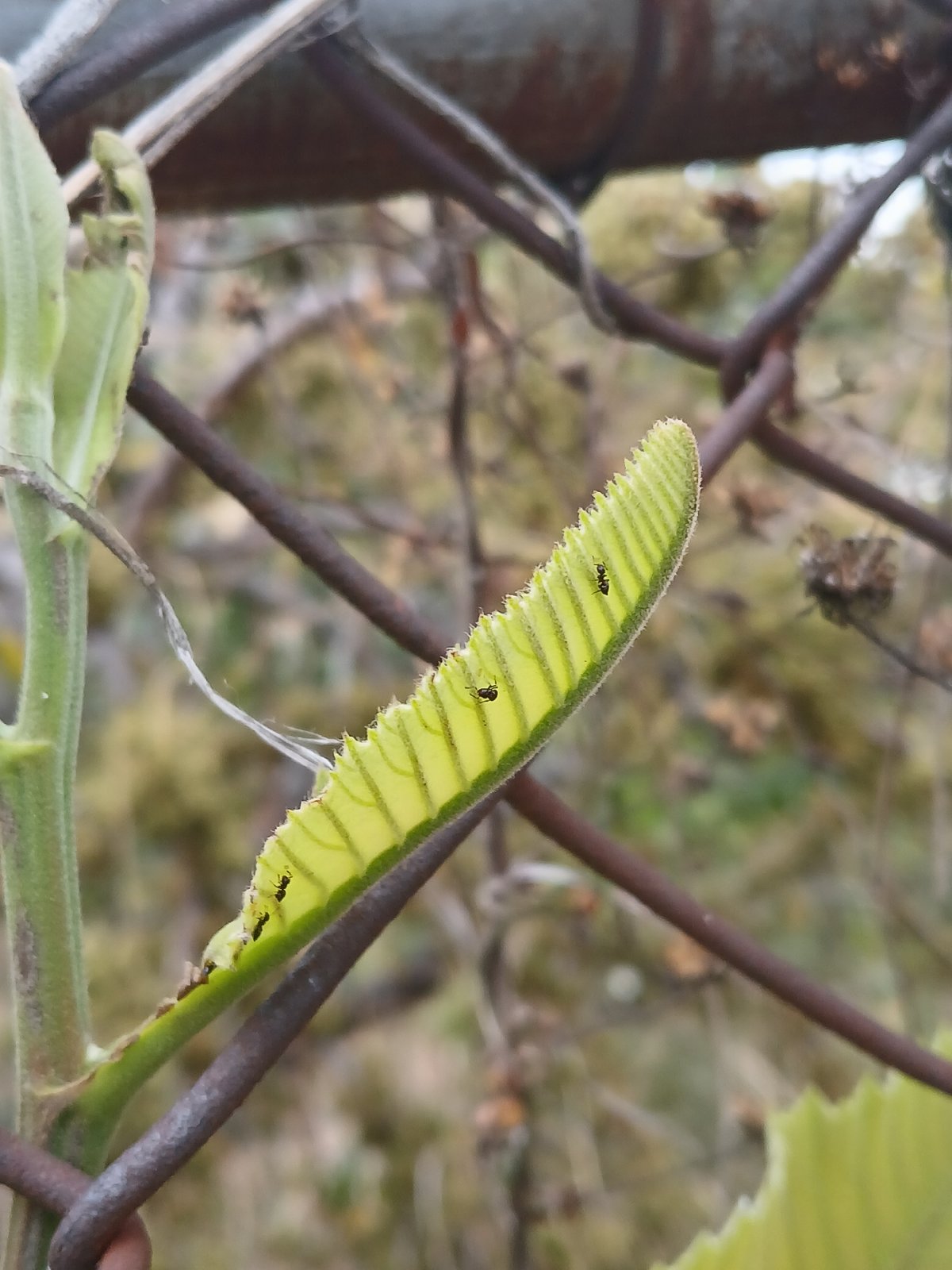 Evening nature observations documented around Ciudad Guayana, Venezuela