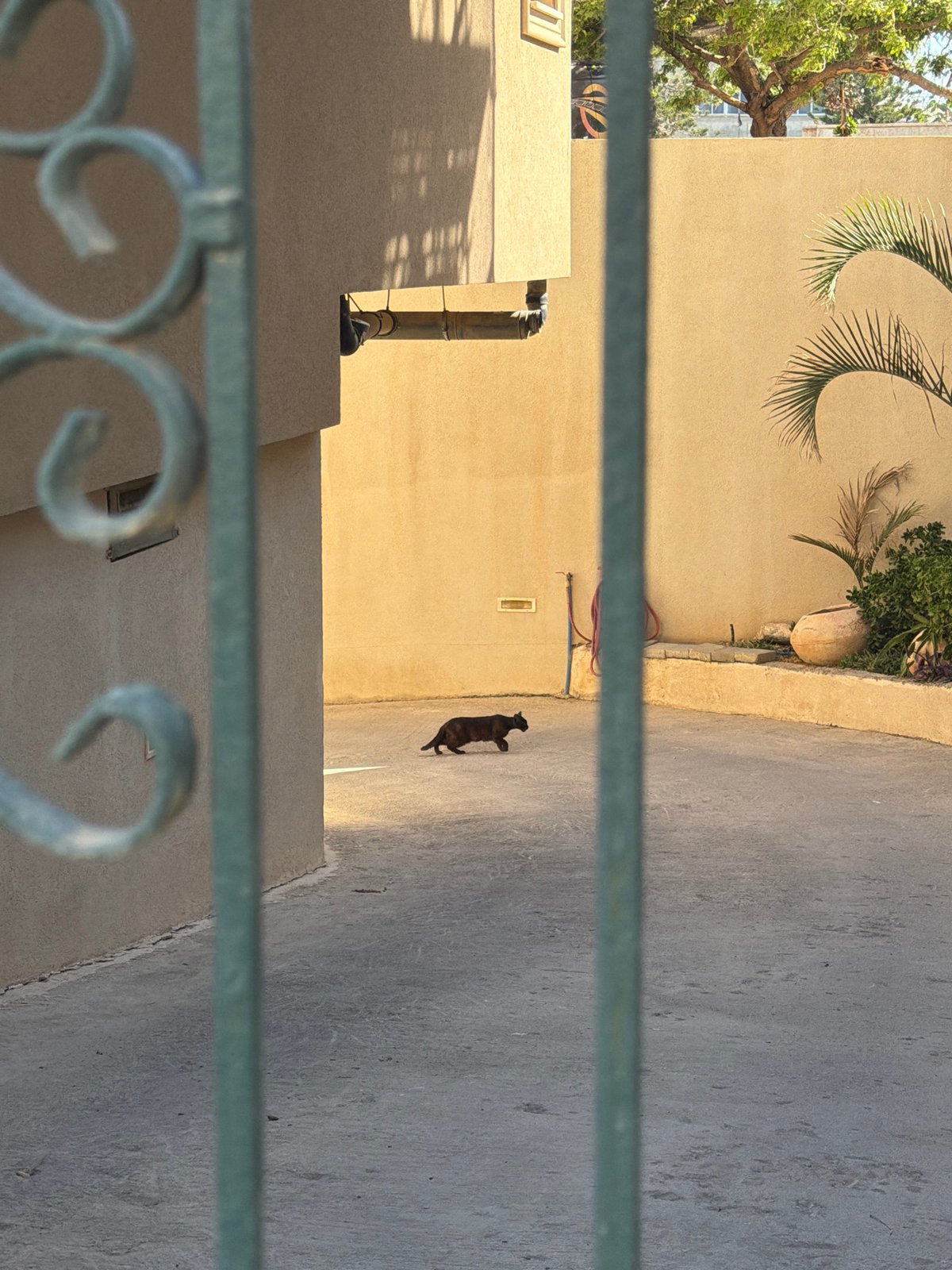 Cat strolls Tel Aviv sidewalk near building with fence