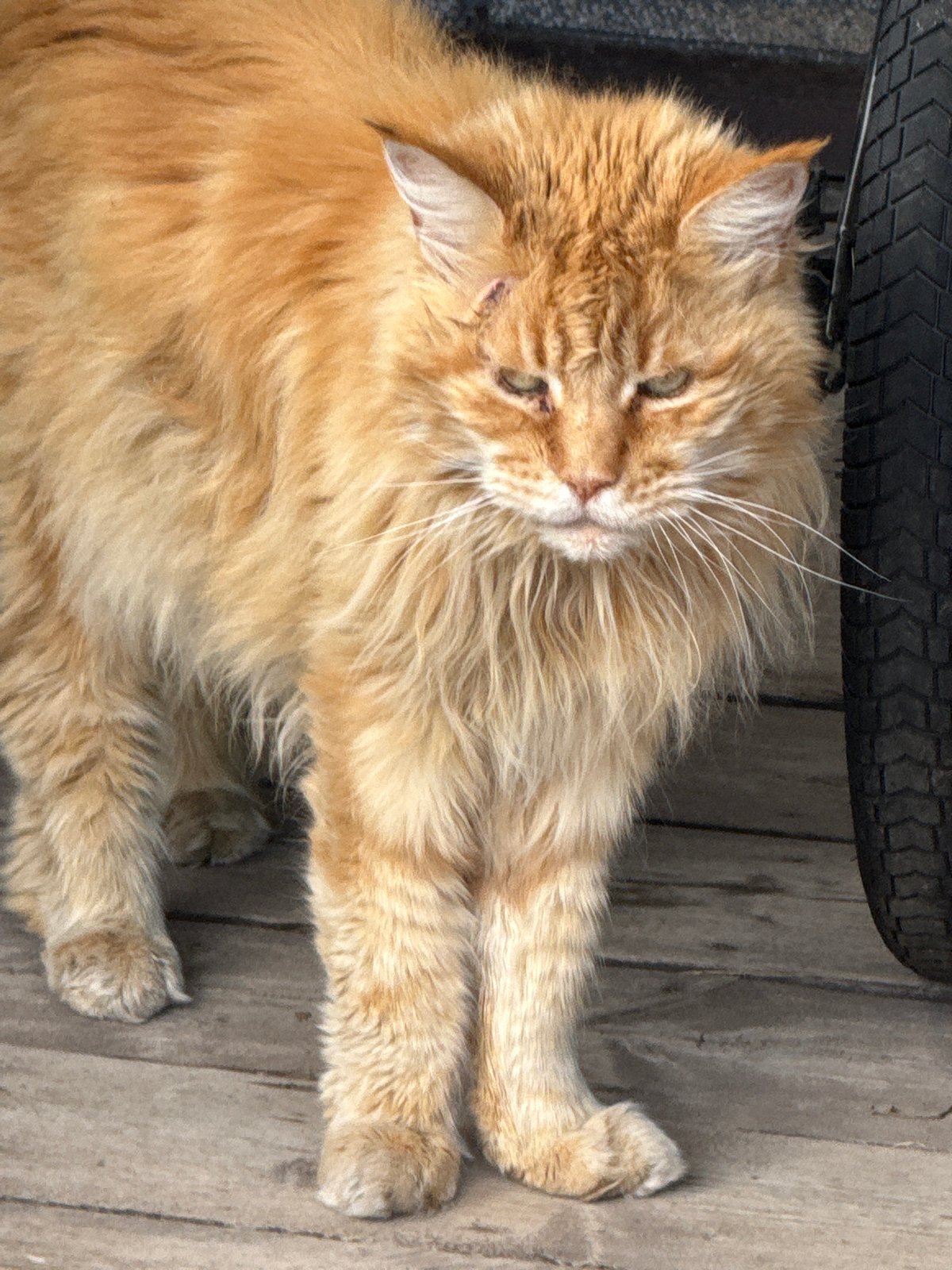 Witness documents cats, garden life in Votkinsk, Russia