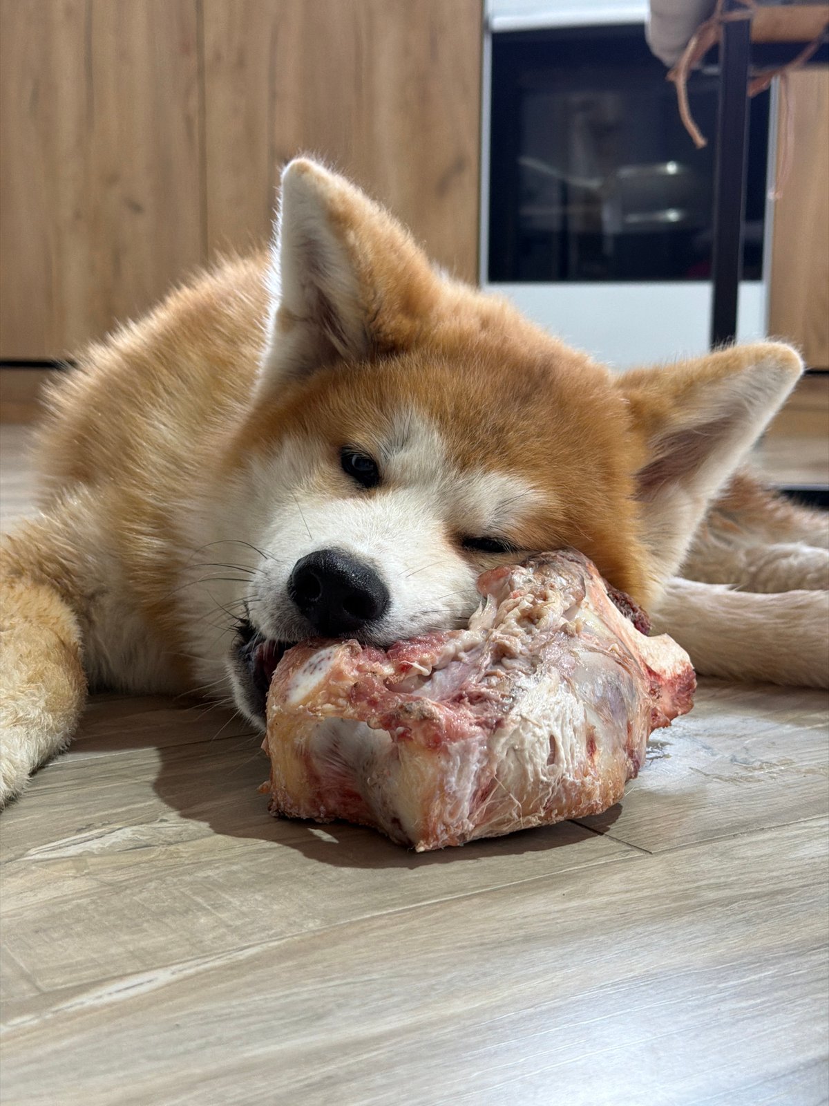 Akita dog enjoys large bone meal in Chaikovsky home