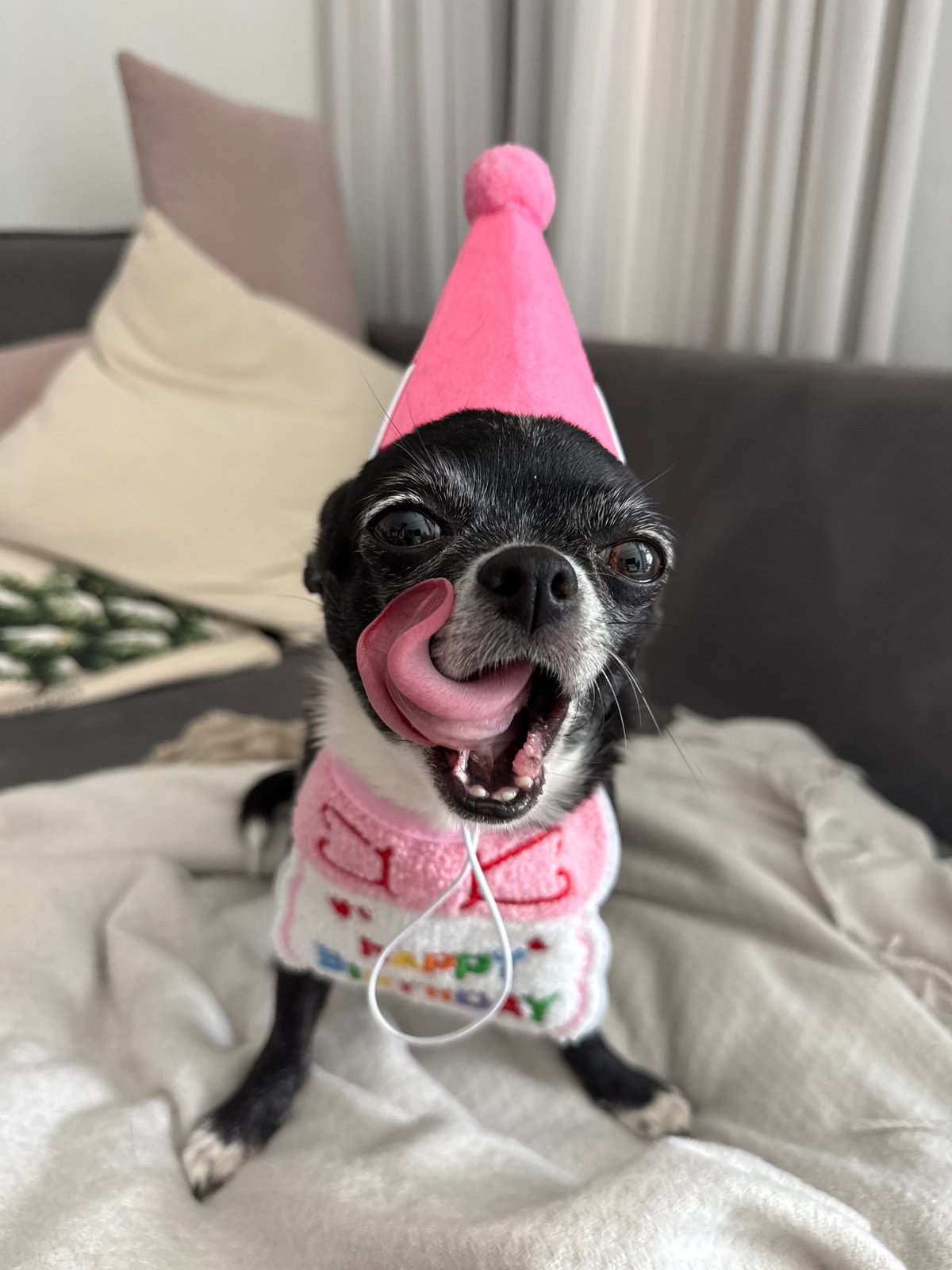 Chihuahua celebrates birthday in pink party outfit in Tel Aviv