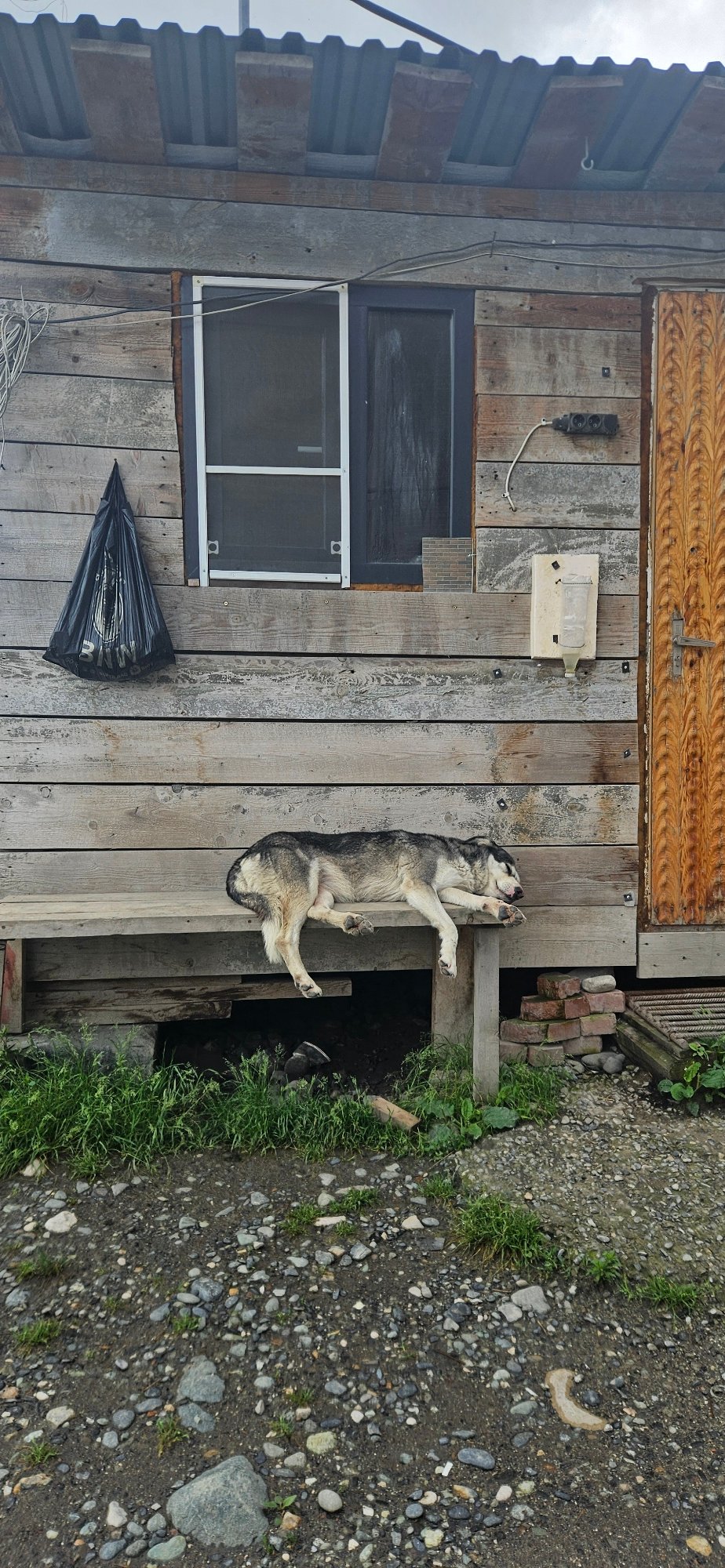 Dog naps on a wooden bench outside a weathered building