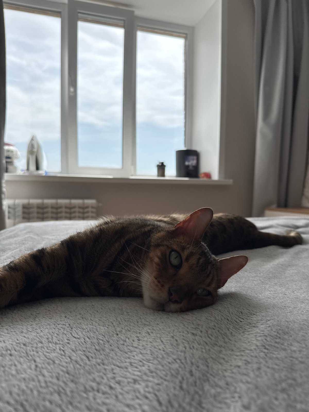 Morning routine: face mask application and cat lounging documented