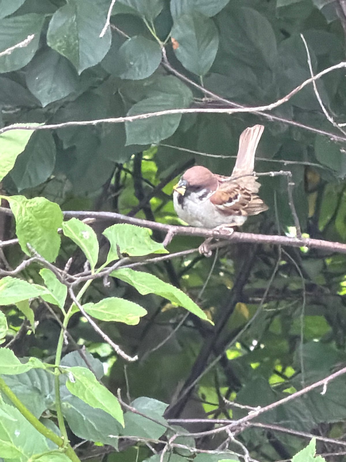 A Ukrainian garden in midsummer, full of birds, cats, and blooms.