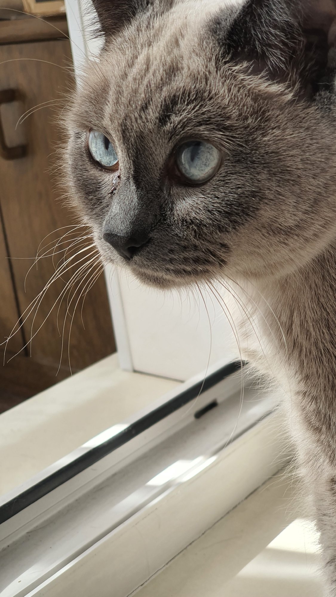 Siamese cat relaxing by a sunlit windowsill in Krasnoyarsk