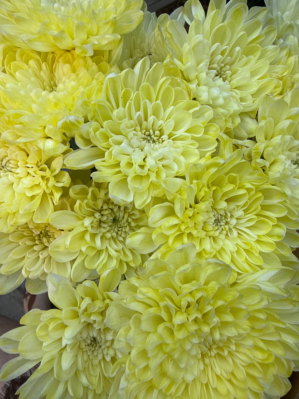 Afternoon out with a yellow chrysanthemum bouquet