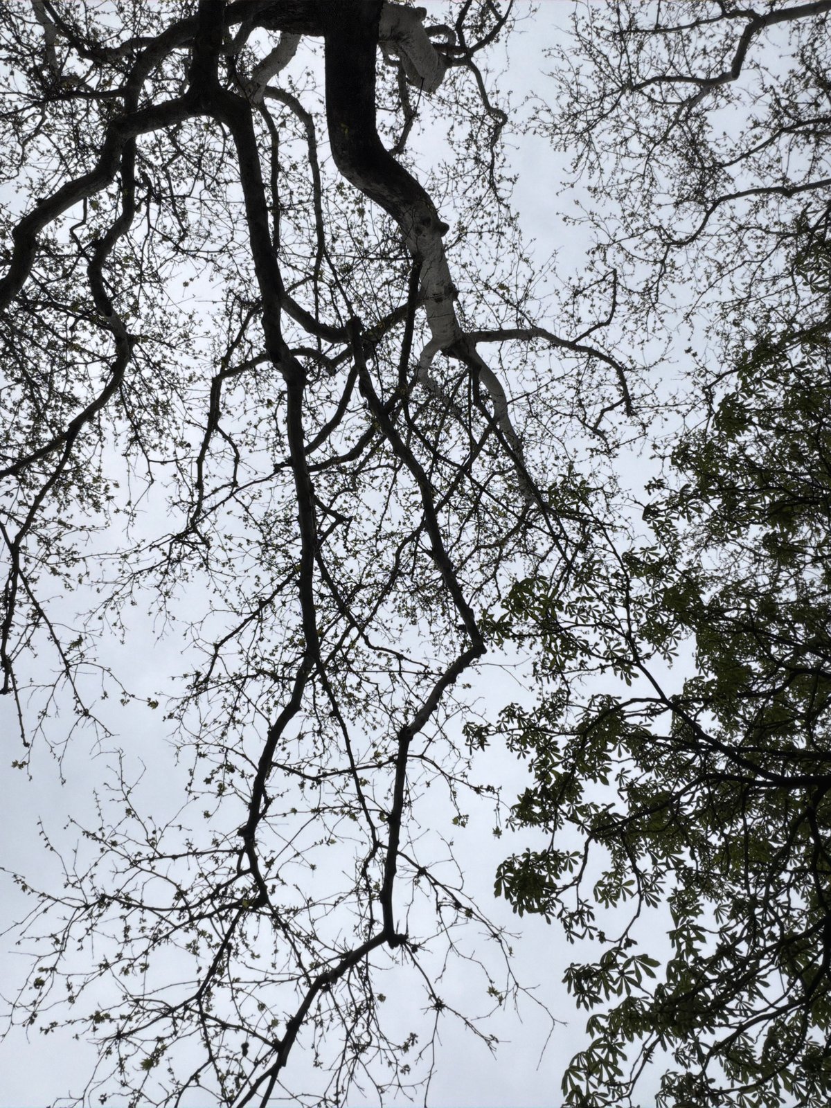 Spring day walk through Plovdiv parks captures flowers, trees, cat