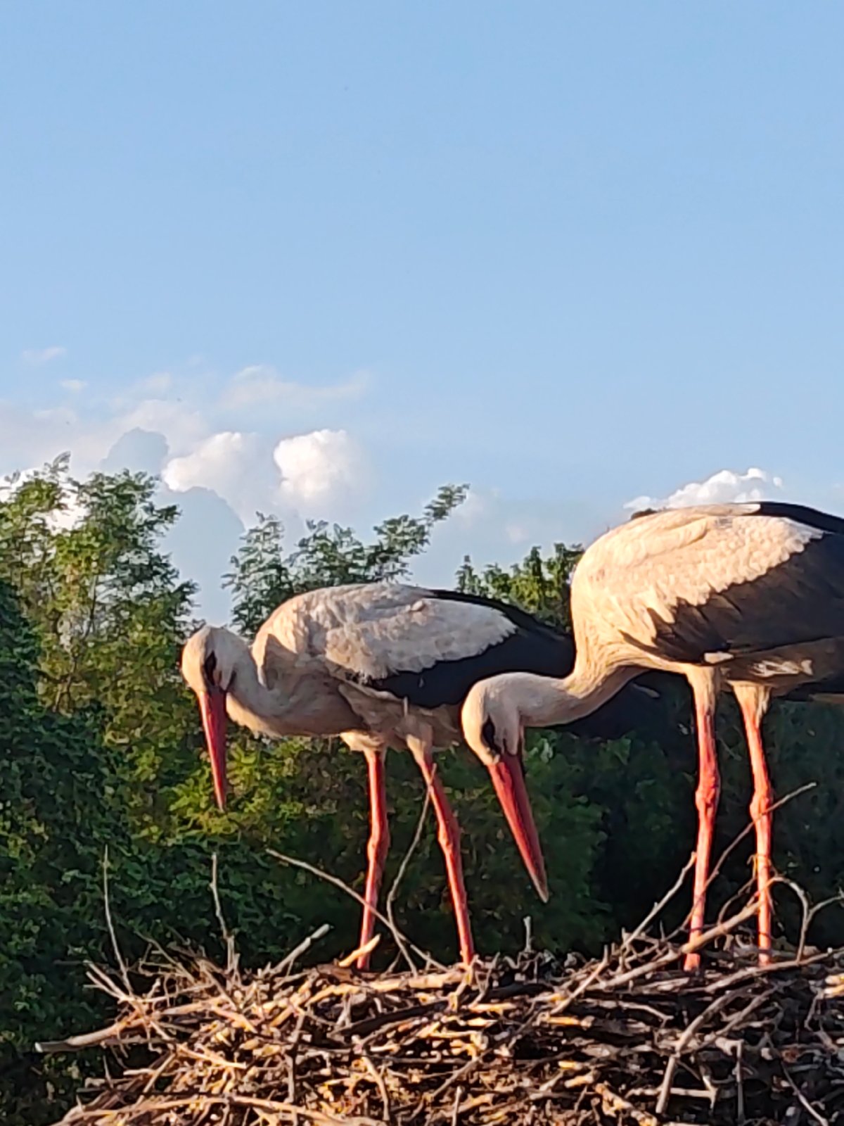 White storks observed in nest, one departs while other stays