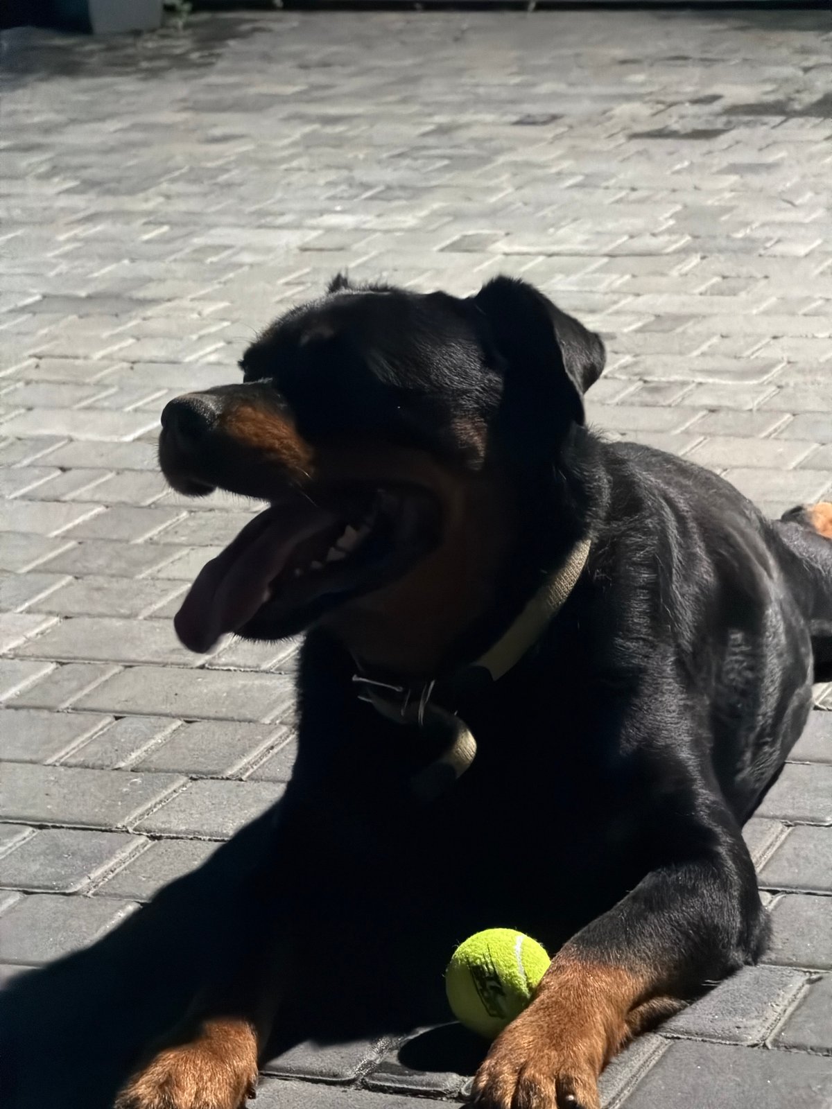 Rottweiler chills with a tennis ball, plus roses and a BMW