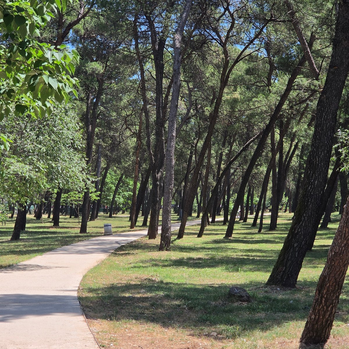 Sunny morning walk captured in Podgorica's Gorica Forest Park