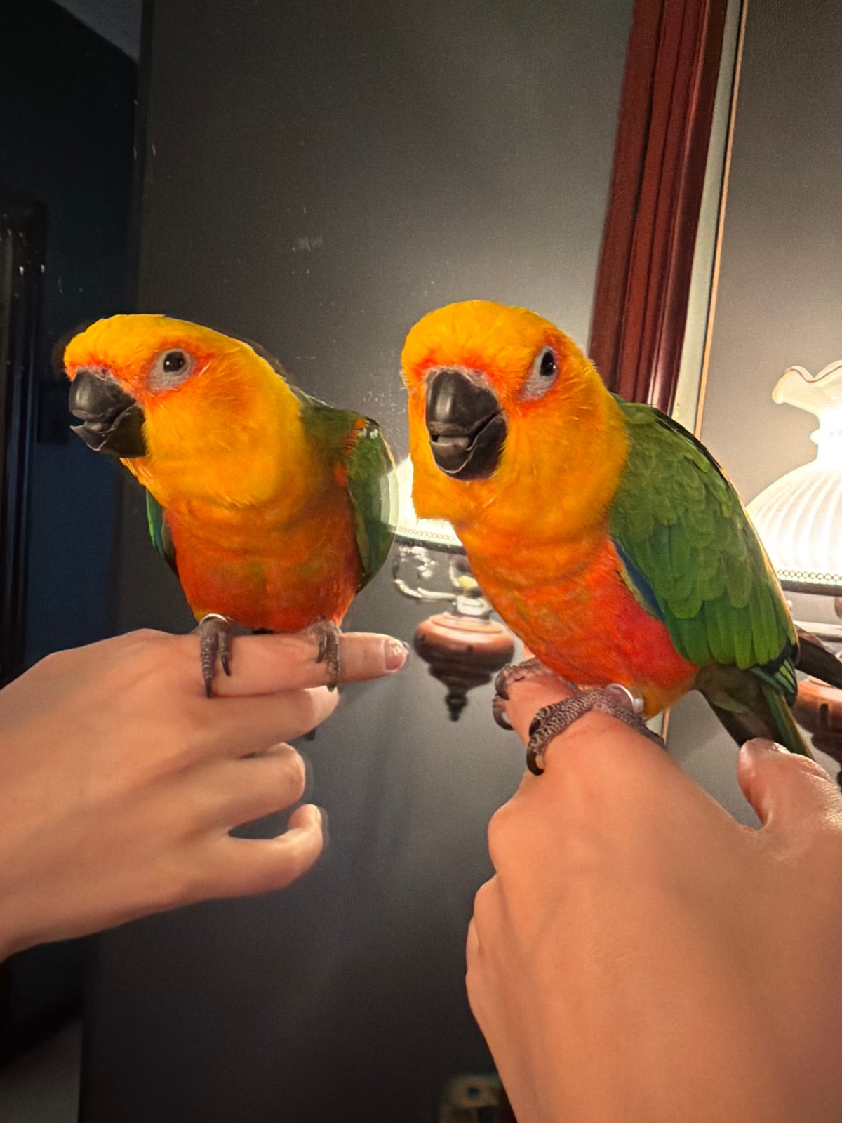 Colorful sun conure parrots spotted in Khimki office setting