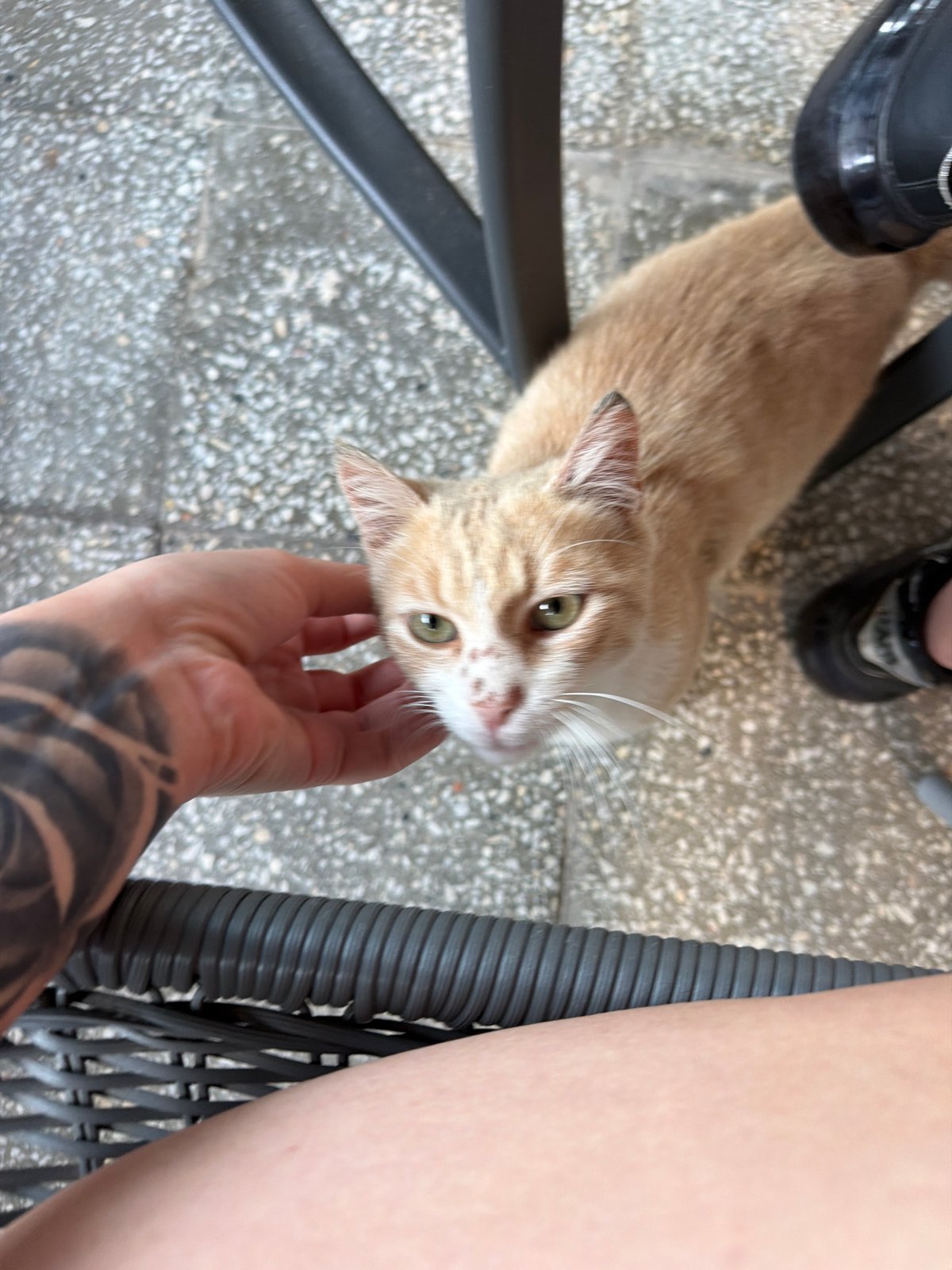 Cat encounter and insect specimens observed in Ahtopol
