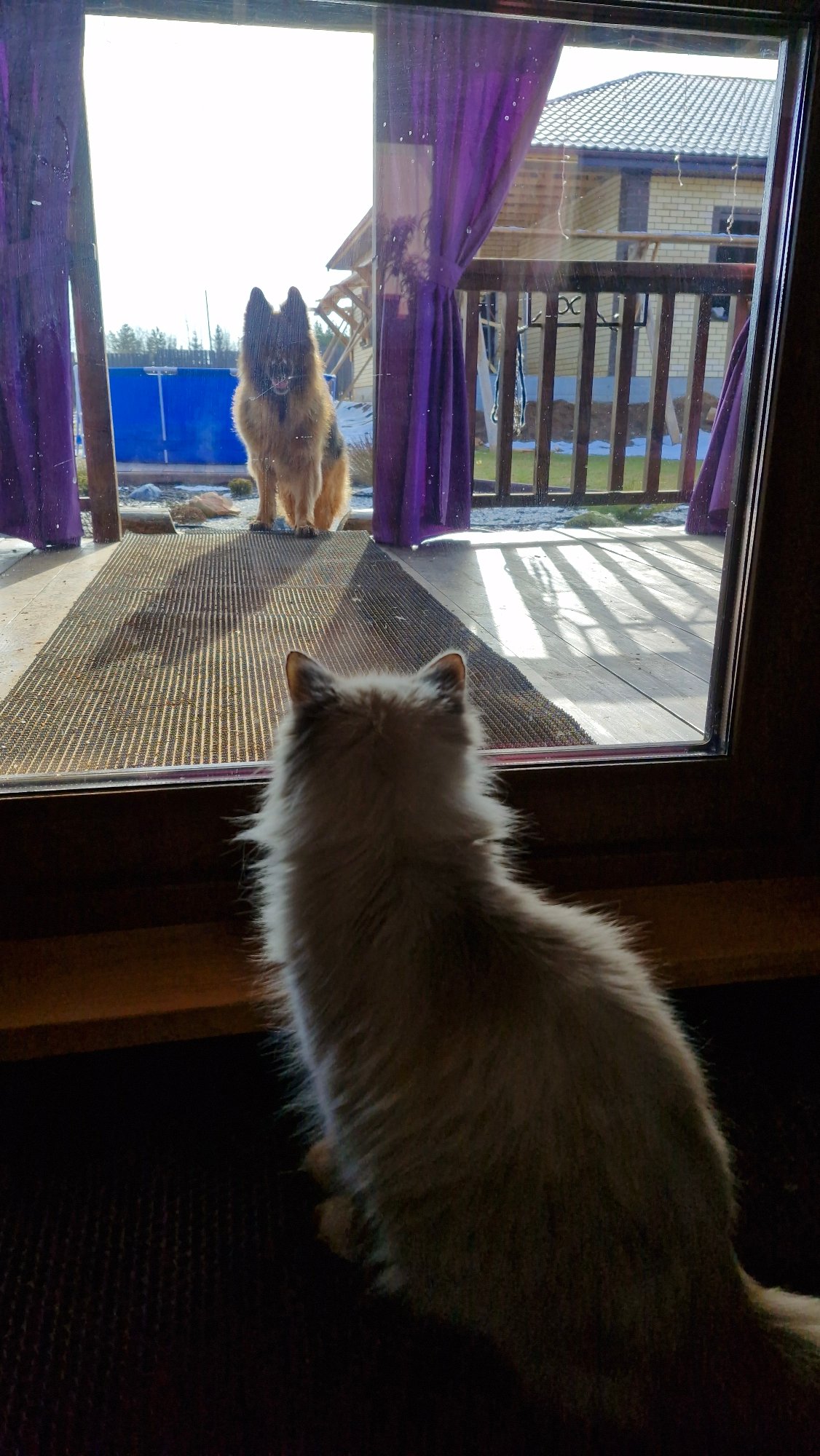 Early morning pet moments and routines in Otchor, Russia