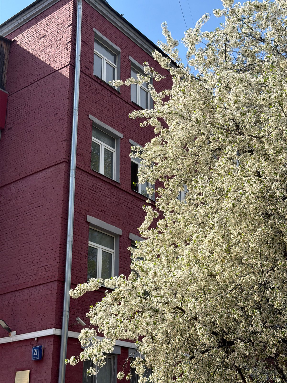 Spring blossoms and historic architecture captured in central Moscow