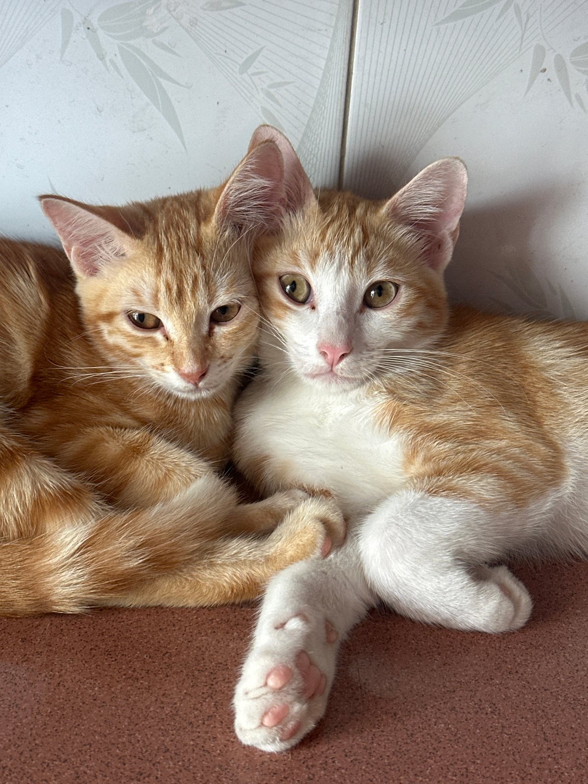 Kittens, sewing, and street life in Nha Trang's northern ward
