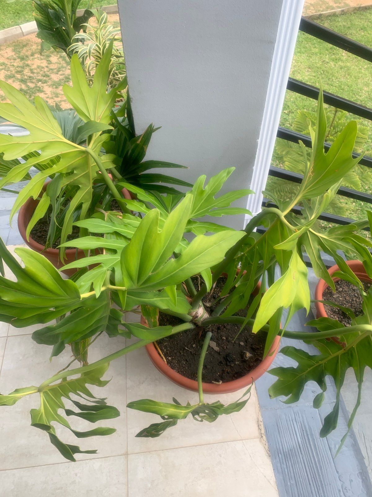 Paintings and plants on a Jos balcony, July 2026