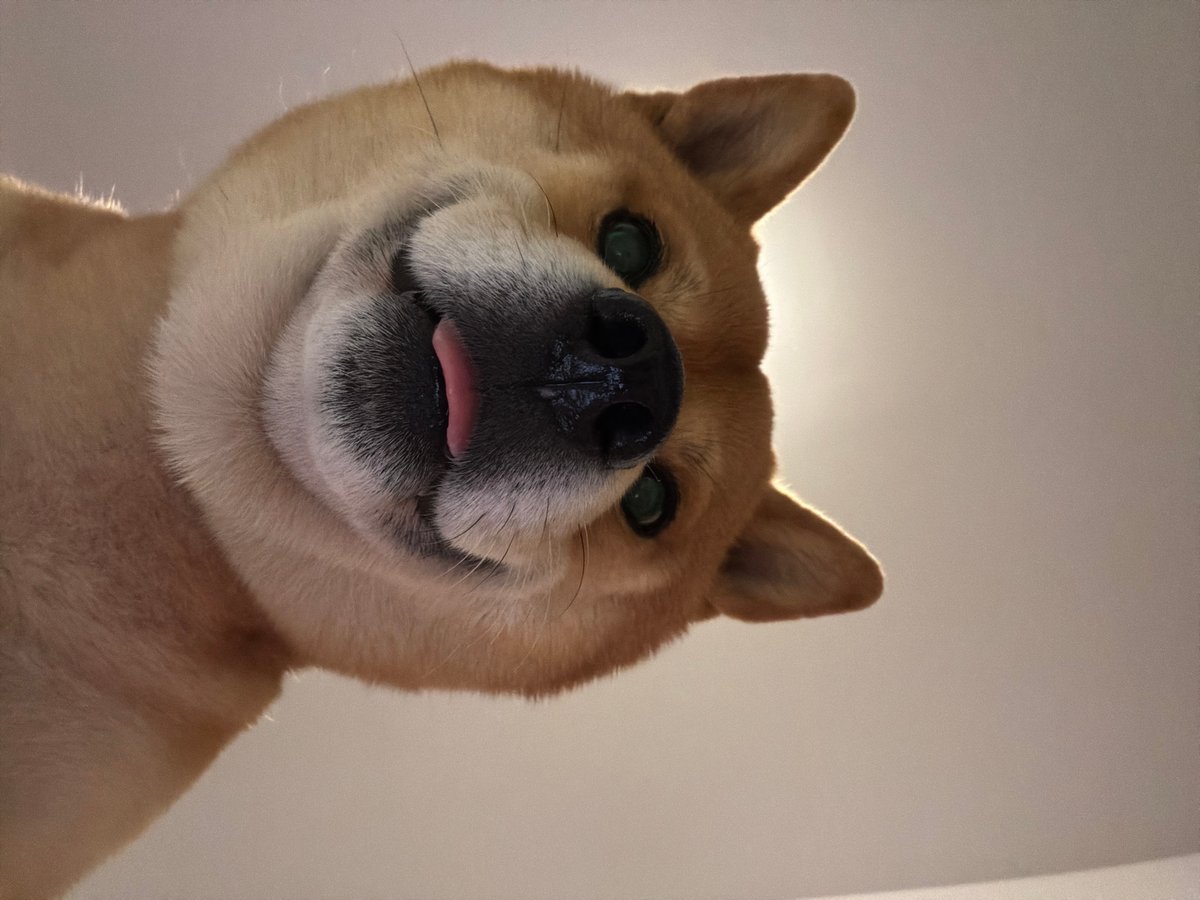 Shiba Inu enjoys affectionate moments with owner in Bulgaria