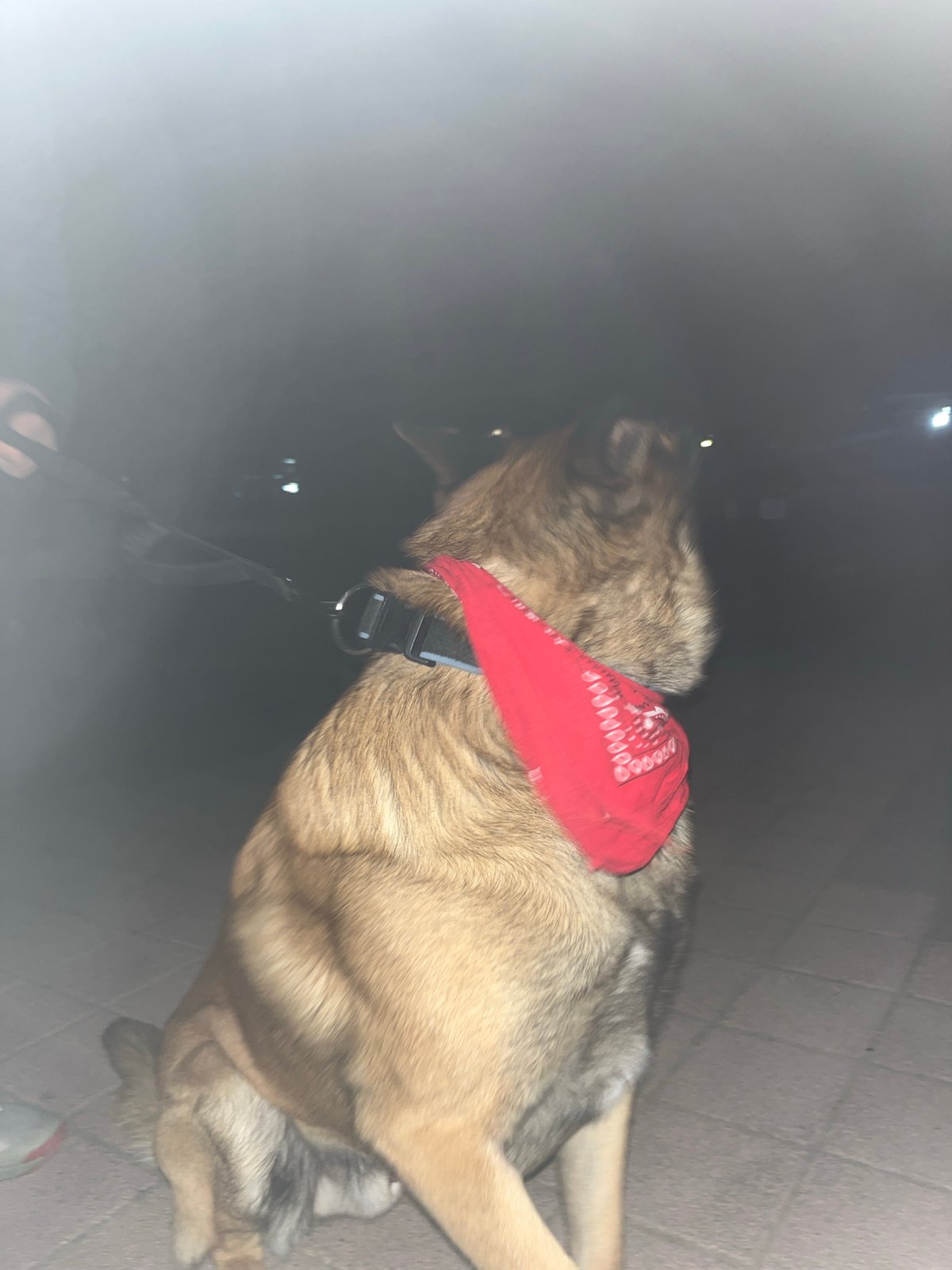 Red bandana dog steals the show at Pazardzhik night event