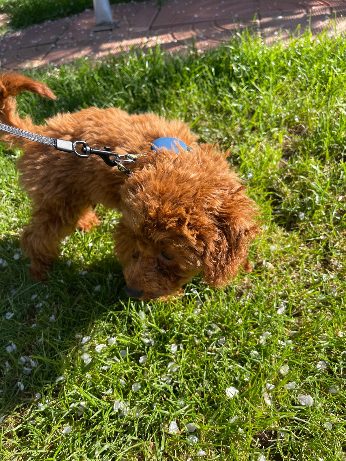 Morning moments with brown poodle documented across Sofia locations