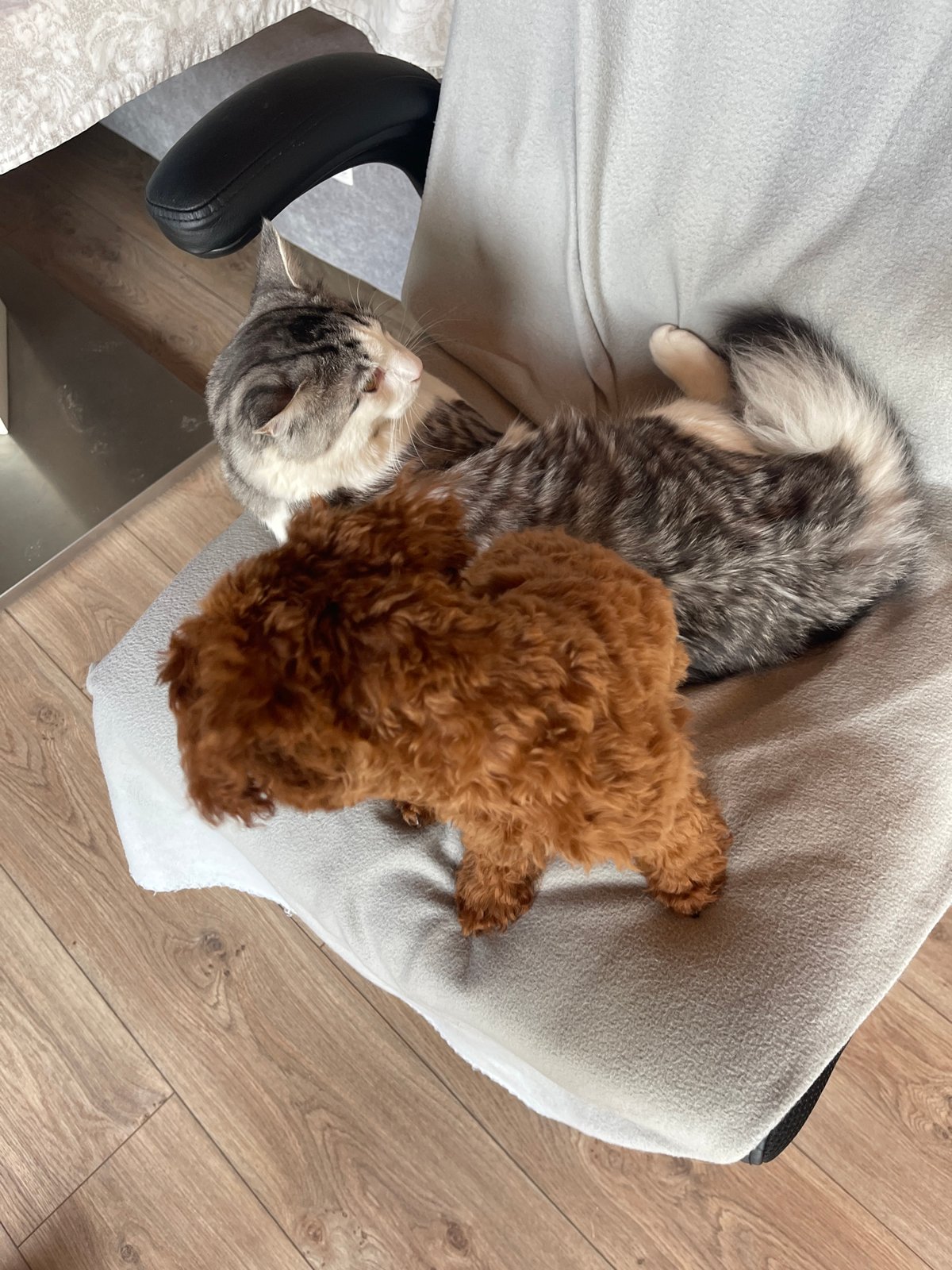 Poodle puppy and tabby cat share playful moments in Sofia